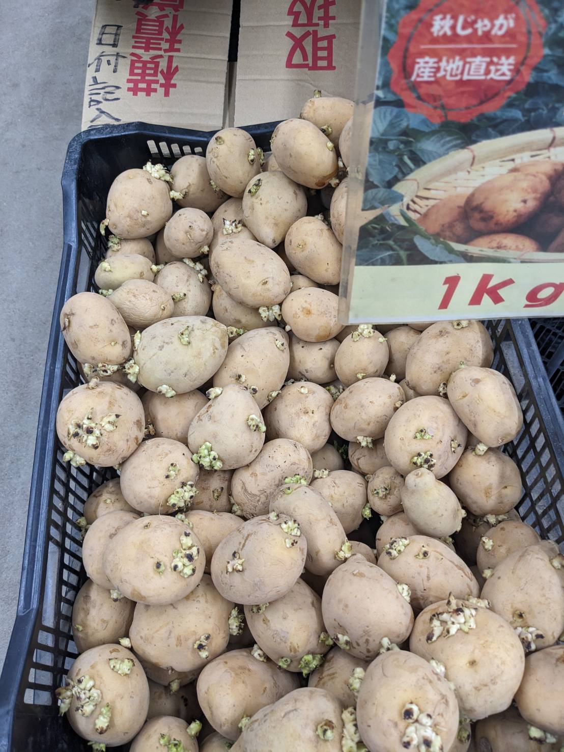 秋植えの種じゃが 販売中の画像