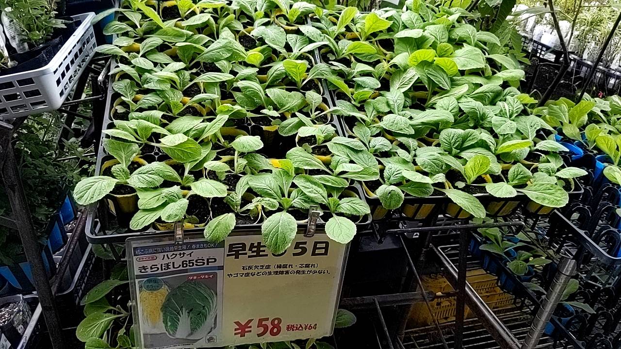 白菜苗 生産直売してますの画像