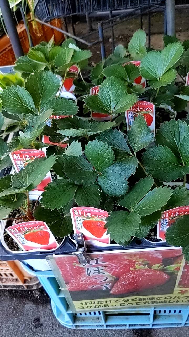 いちご苗 販売中の画像