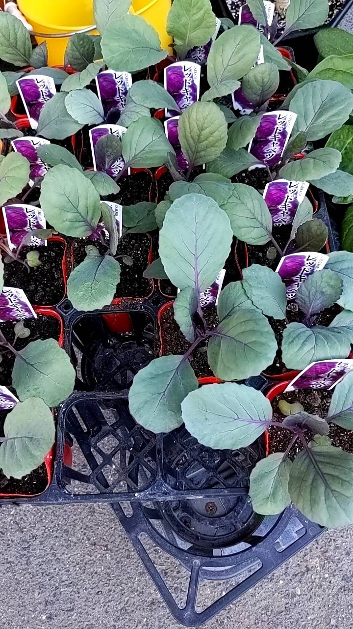 冬どり用赤キャベツ苗 販売中の画像