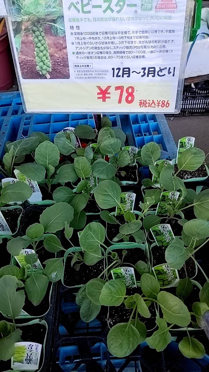 芽キャベツの苗 販売中の画像