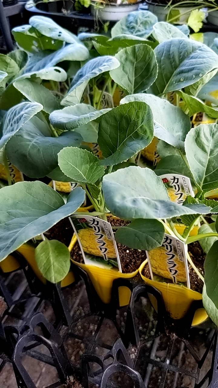 オレンジカリフラワーの苗 販売中の画像