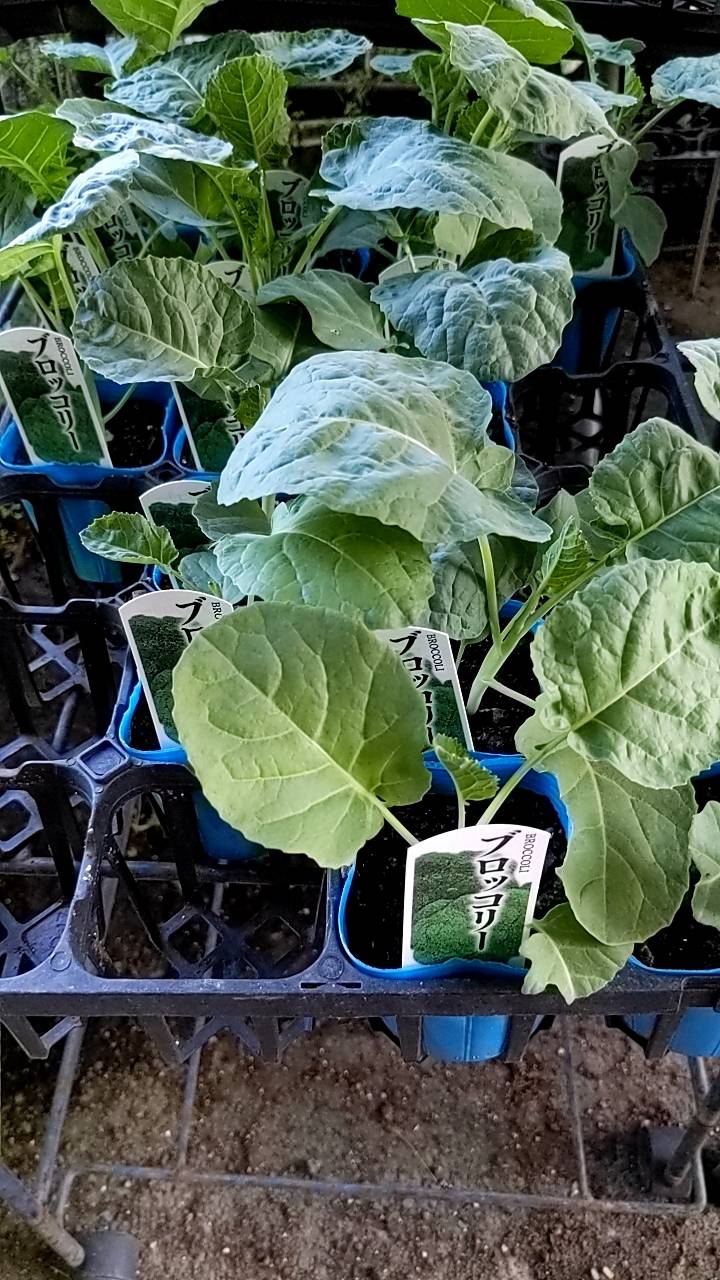 ブロッコリーの苗 販売中の画像