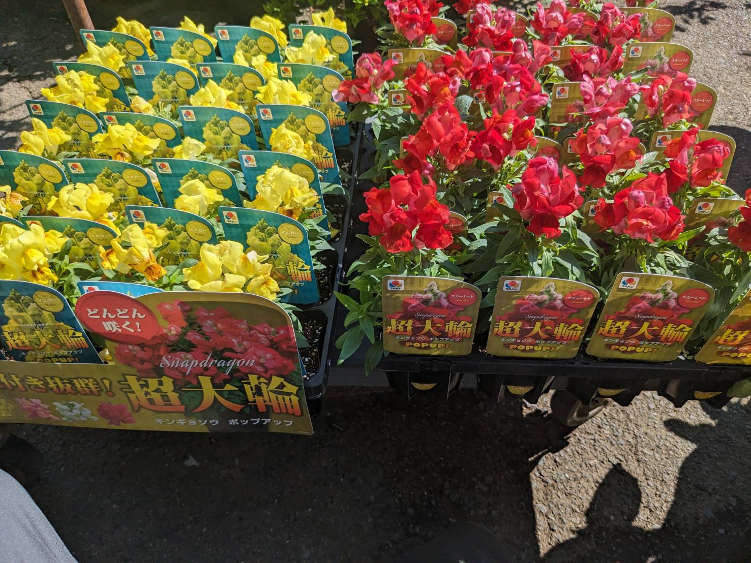 超巨大輪咲金魚草入荷しました！の画像