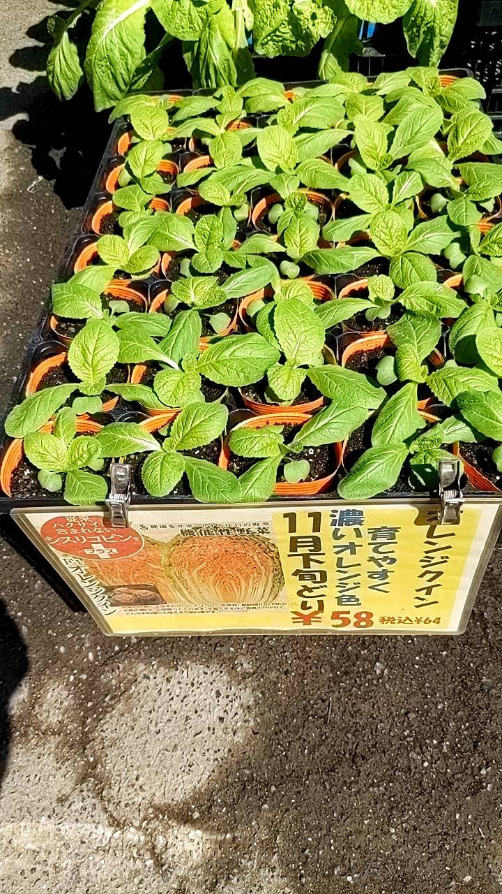 オレンジ白菜苗 販売中の画像
