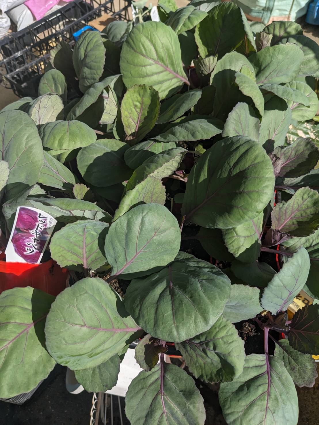 冬どりの赤キャベツが最終の24鉢ですの画像