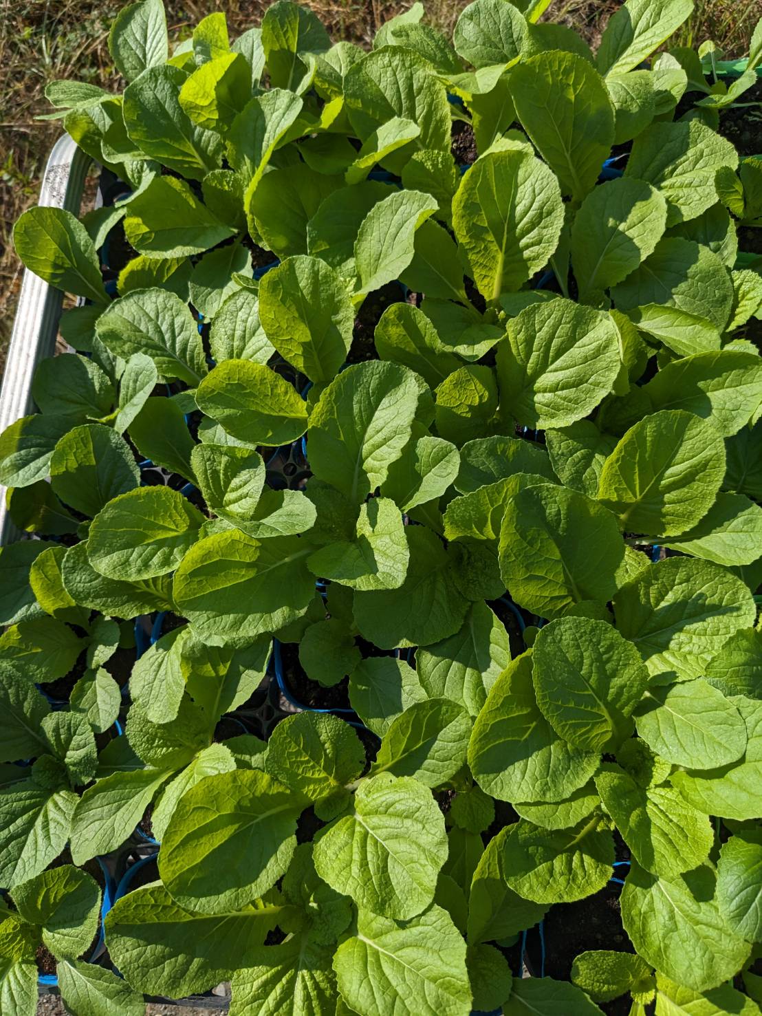 無双白菜苗 販売中の画像