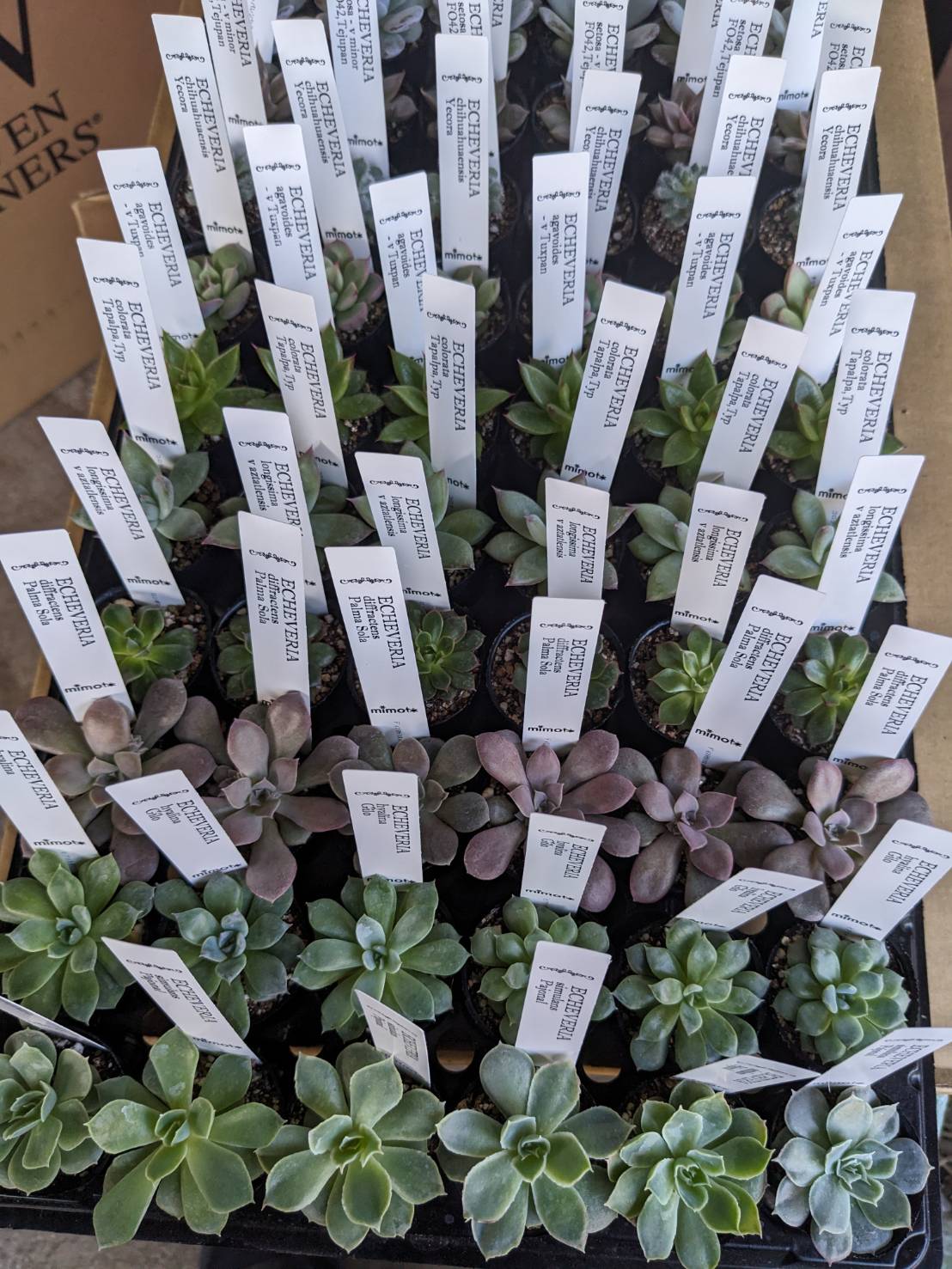 珍しい品種の多肉植物入荷中の画像