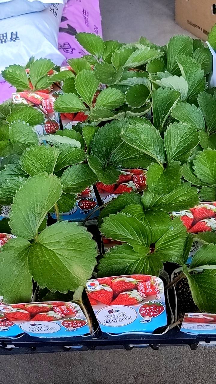 トチオトメ、紅ほっぺ、大実いちご苗を入荷しました。の画像