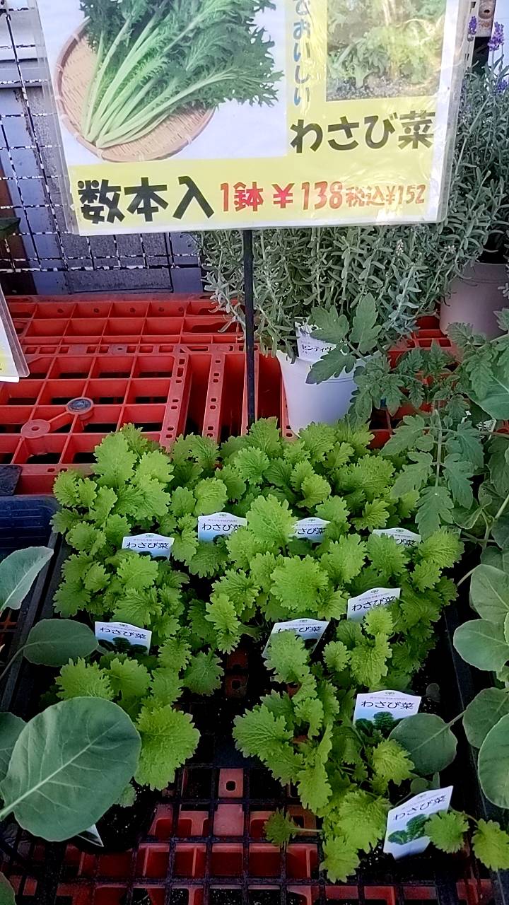 わさび菜苗 販売中の画像