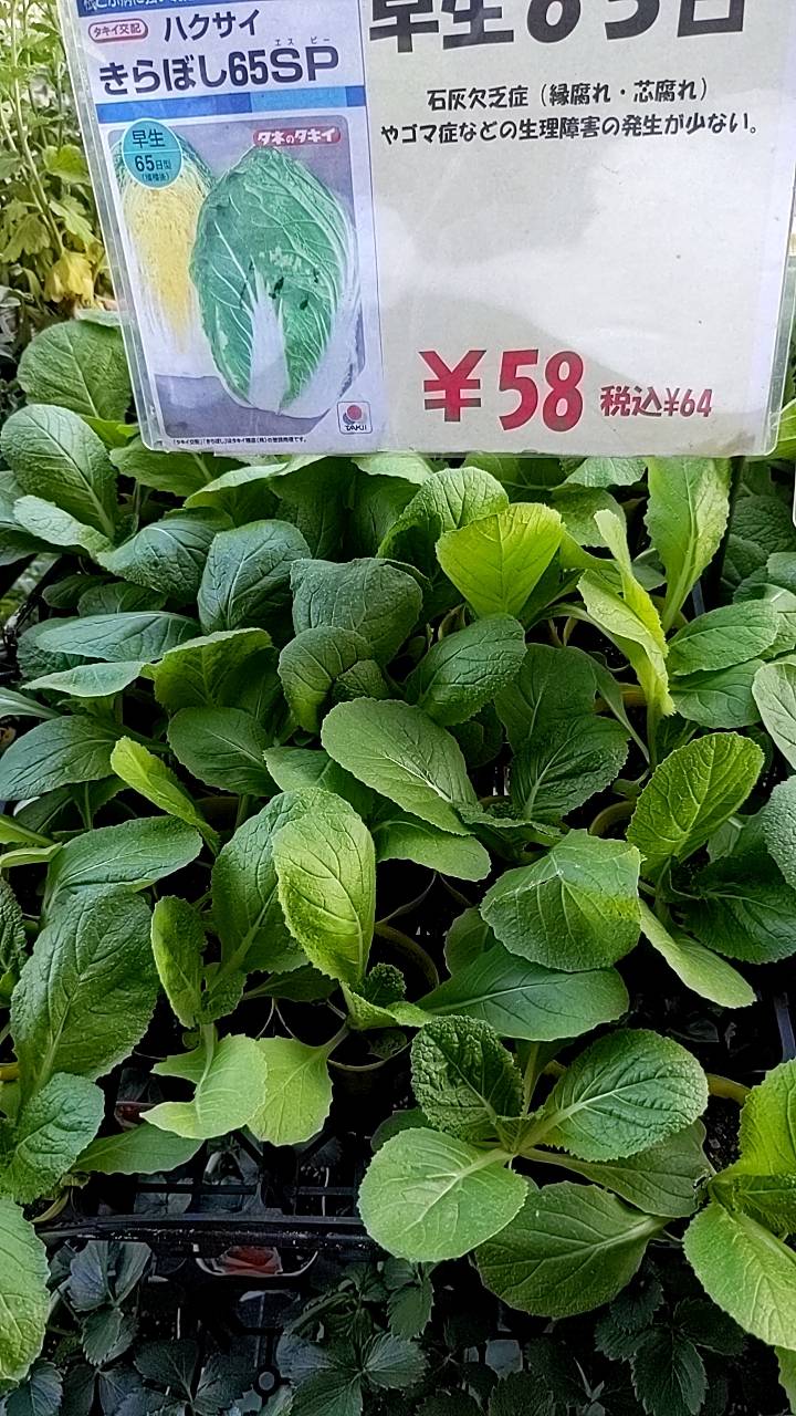 きらぼし65白菜苗 販売中の画像
