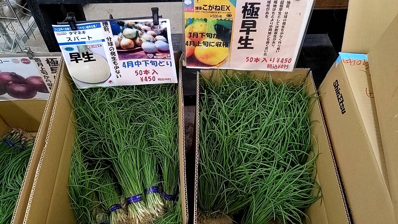 玉葱苗　極早生品種　早生品種　赤玉葱　好評販売中ですの画像