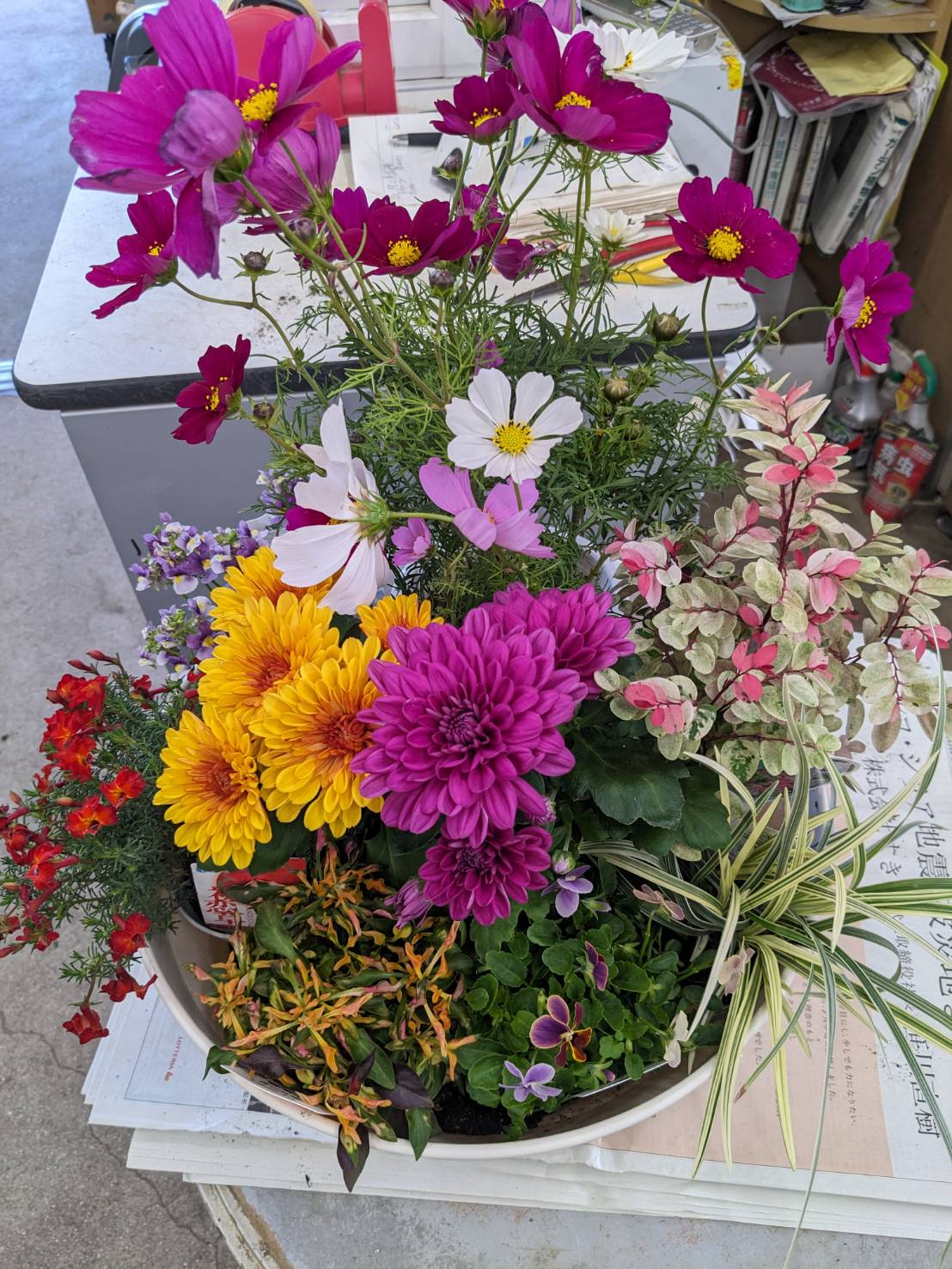 秋の寄せ植え材料　を続々入荷中ですの画像