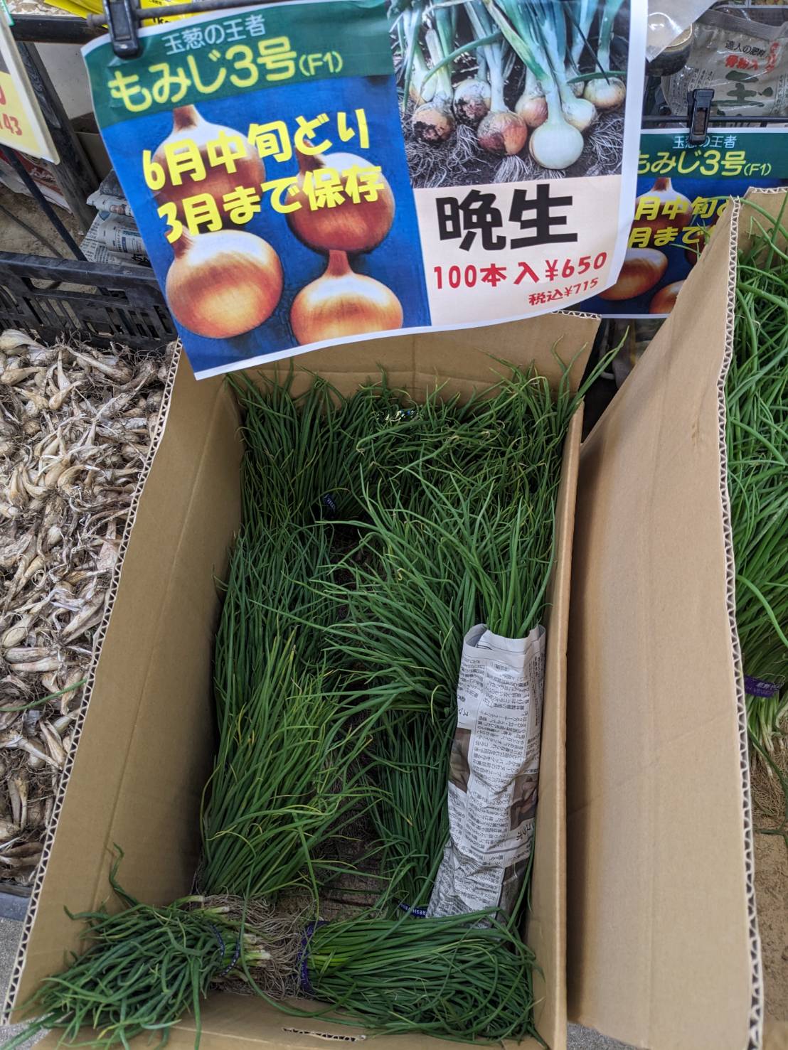 玉葱苗の晩生品種　もみじ　ケルタマ　ネオアース　好評販売中ですの画像