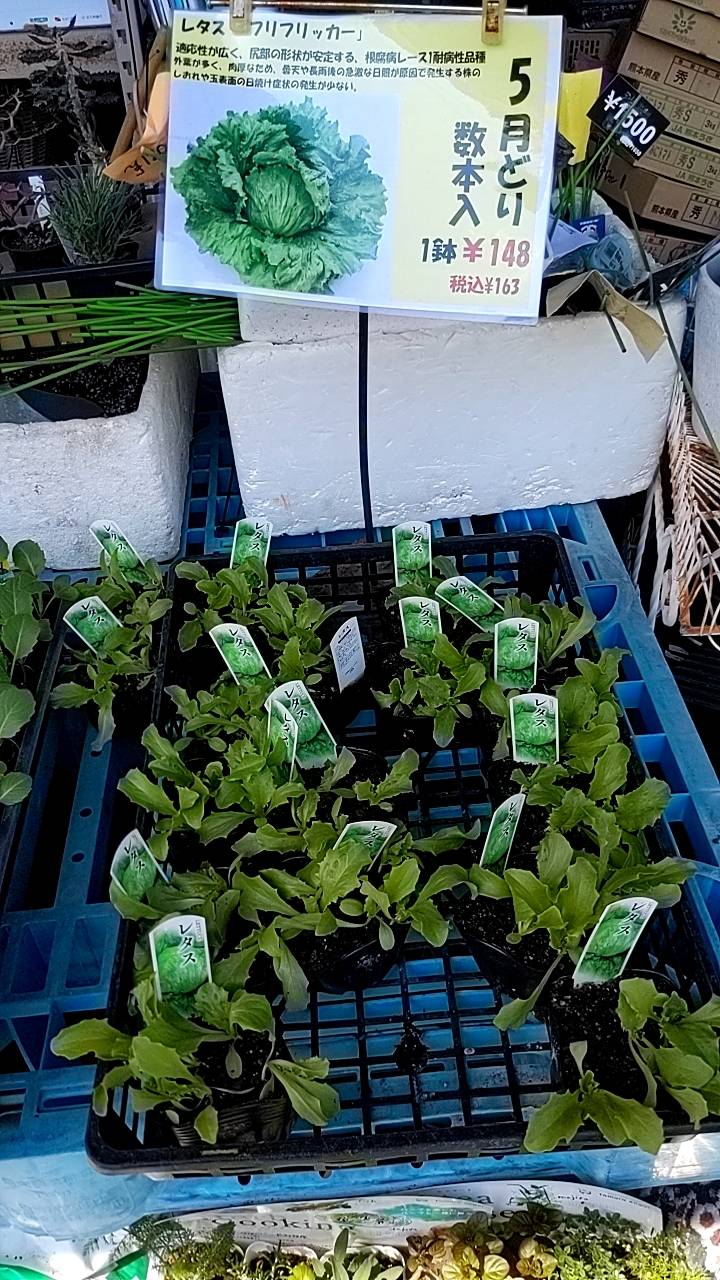 春野菜の苗 店頭販売中です！の画像