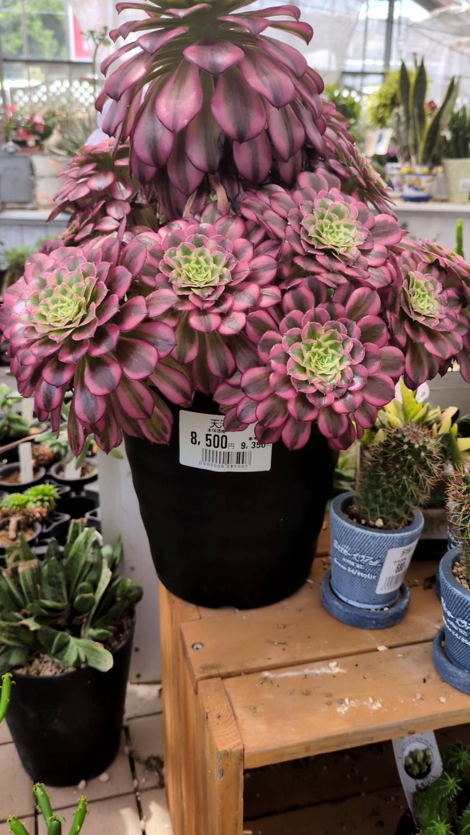 珍しい多肉植物がたくさんあります。 | お知らせ | 新着情報 | 株式