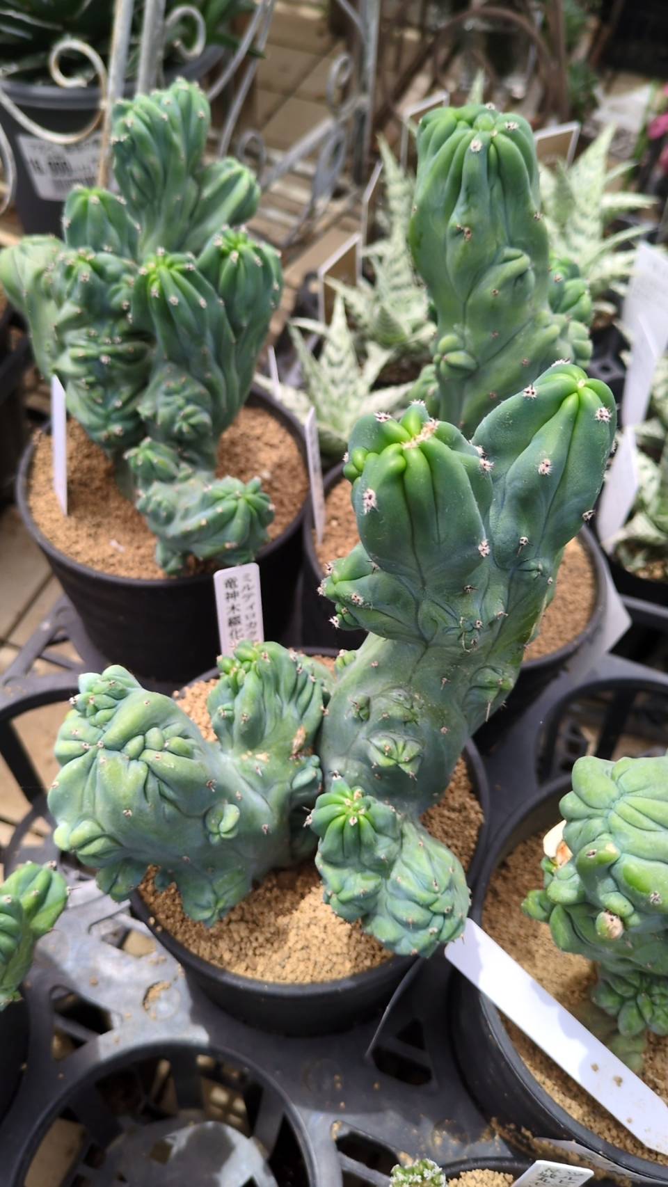 珍しい多肉植物がたくさんあります。 | お知らせ | 新着情報 | 株式