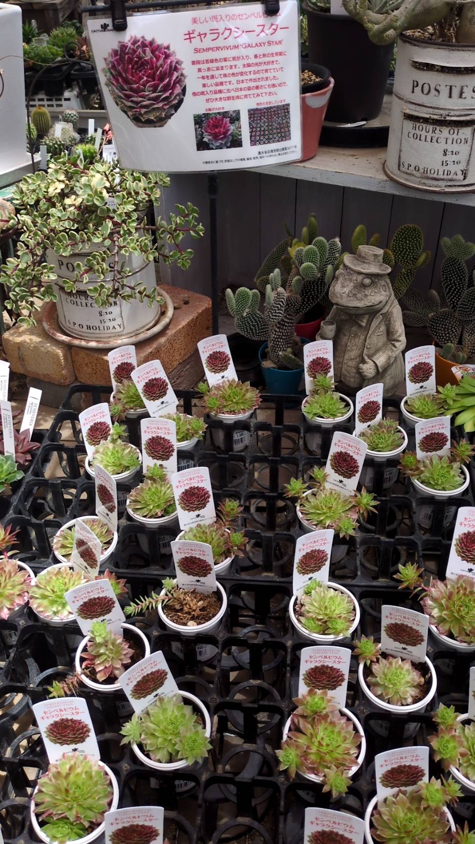 珍しい多肉植物がたくさんあります。 | お知らせ | 新着情報 | 株式
