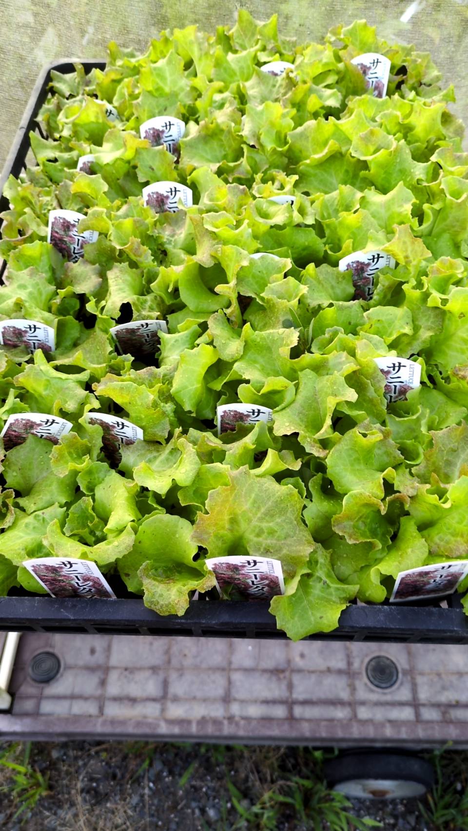 サニーレタス苗出来上がりました。の画像