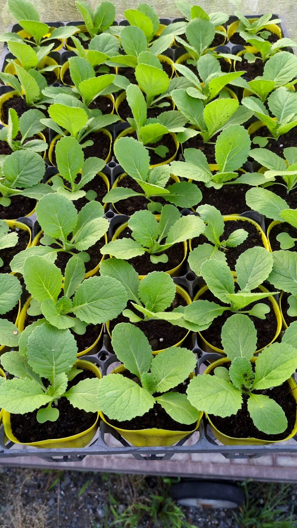 黄芯白菜の苗が出来上がりました。の画像