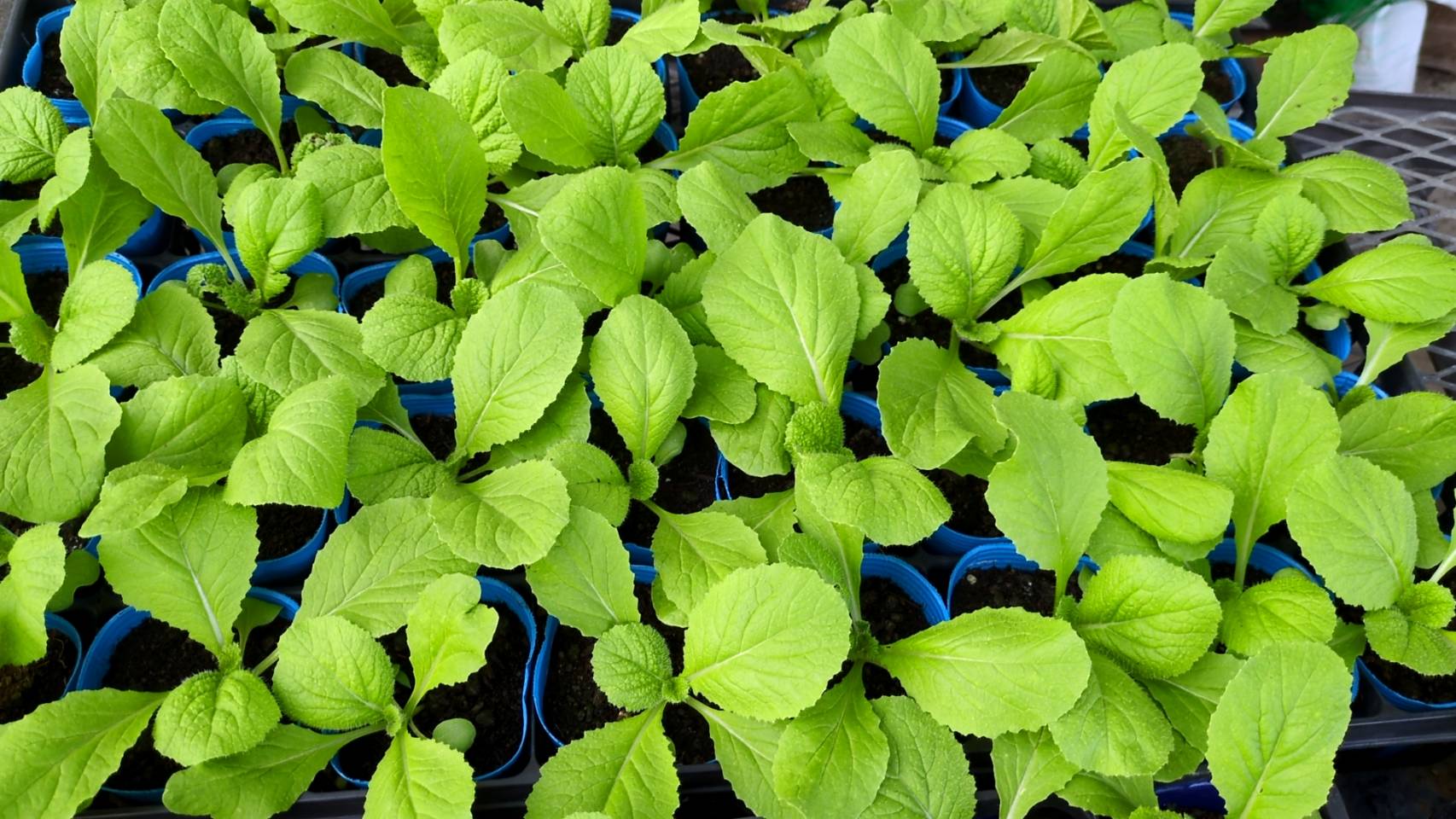 白菜の苗を販売中です。の画像