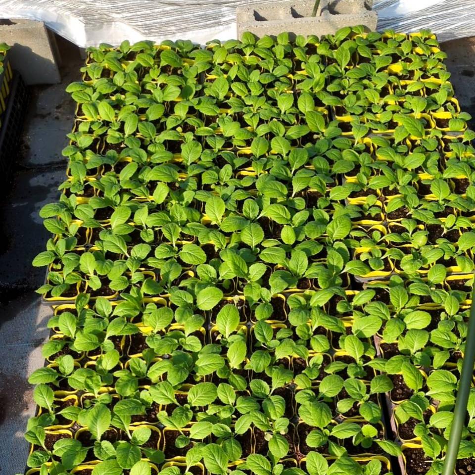 黄芯白菜苗も販売中ですの画像