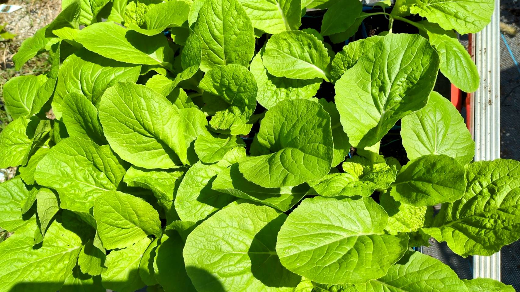 白菜苗 好評販売中です。の画像