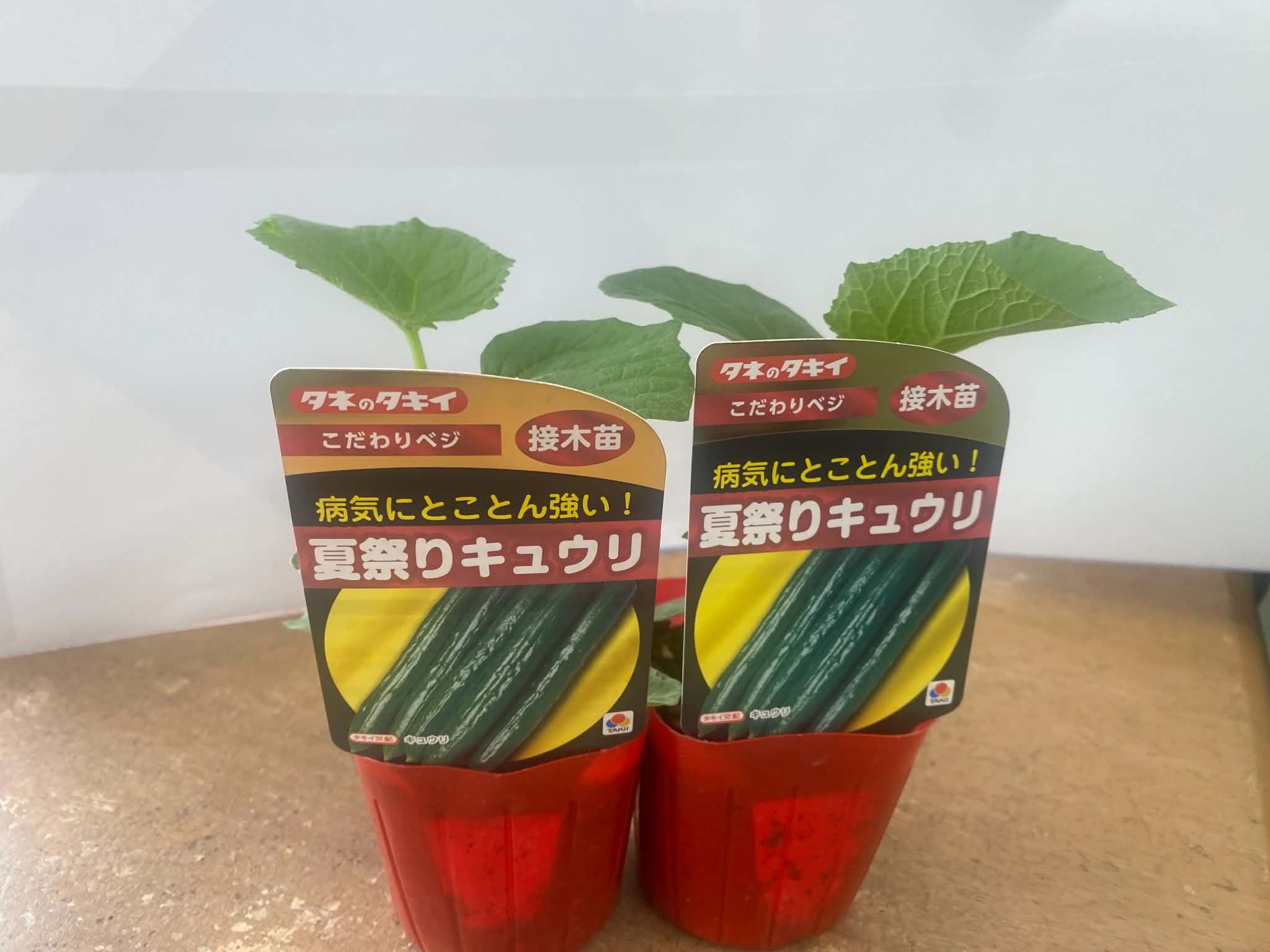 夏祭りキュウリ販売中です！の画像