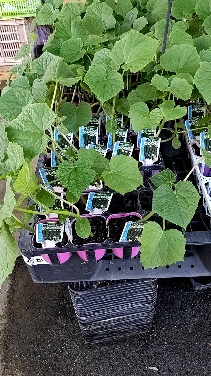 なるなるきゅうり苗　販売中の画像