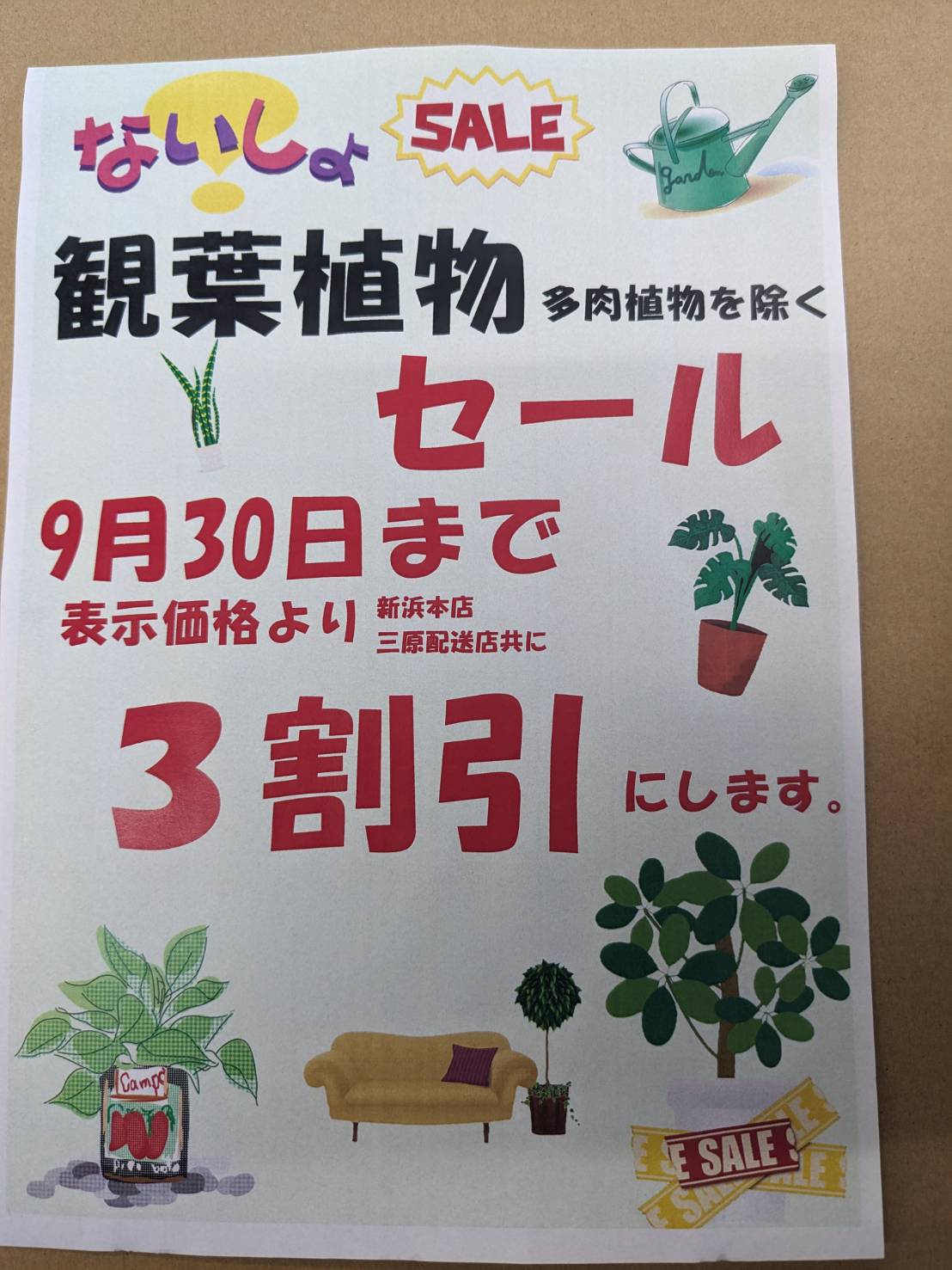 観葉植物セールします！【9月30日（土）まで】の画像