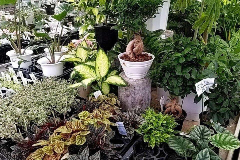 豊富な品種をご提供。お取り寄せも可能のイメージ画像