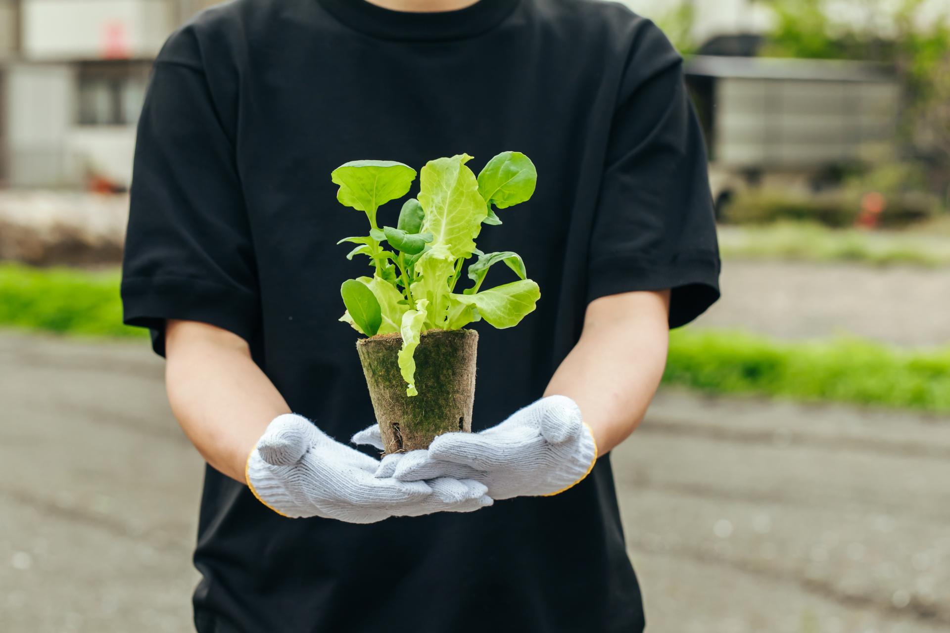 種・苗販売のイメージ画像