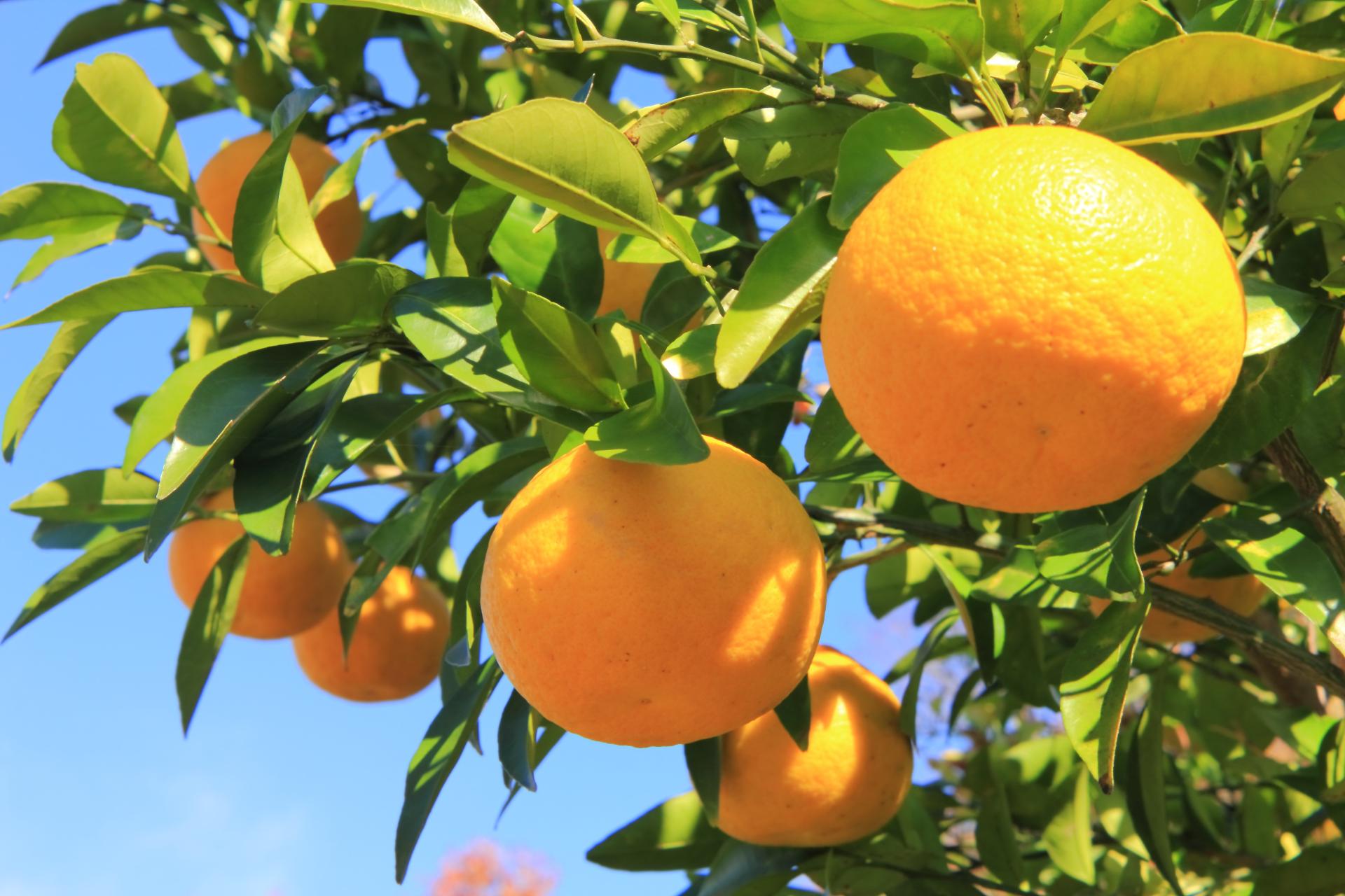 果樹のイメージ画像