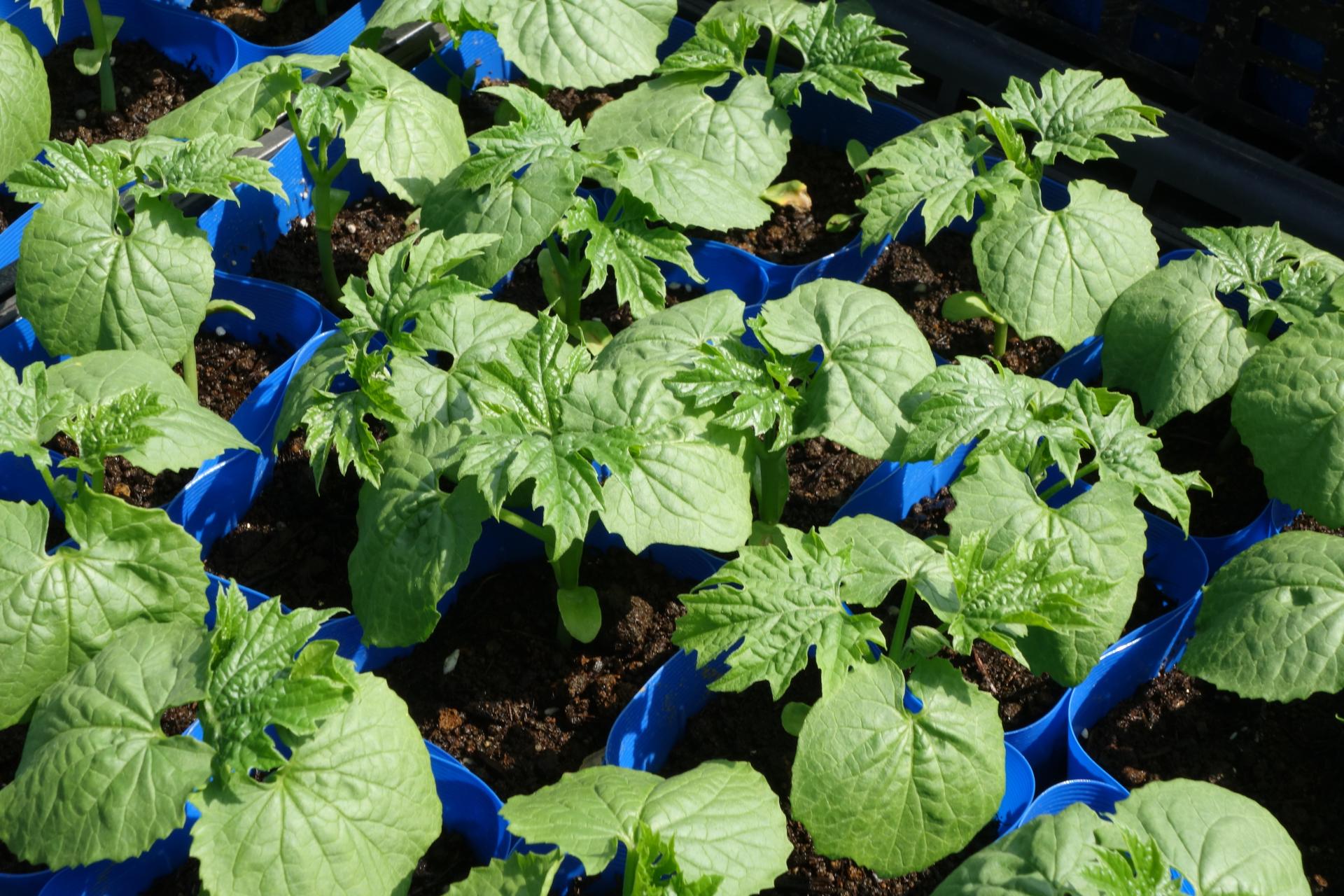 野菜苗のイメージ画像